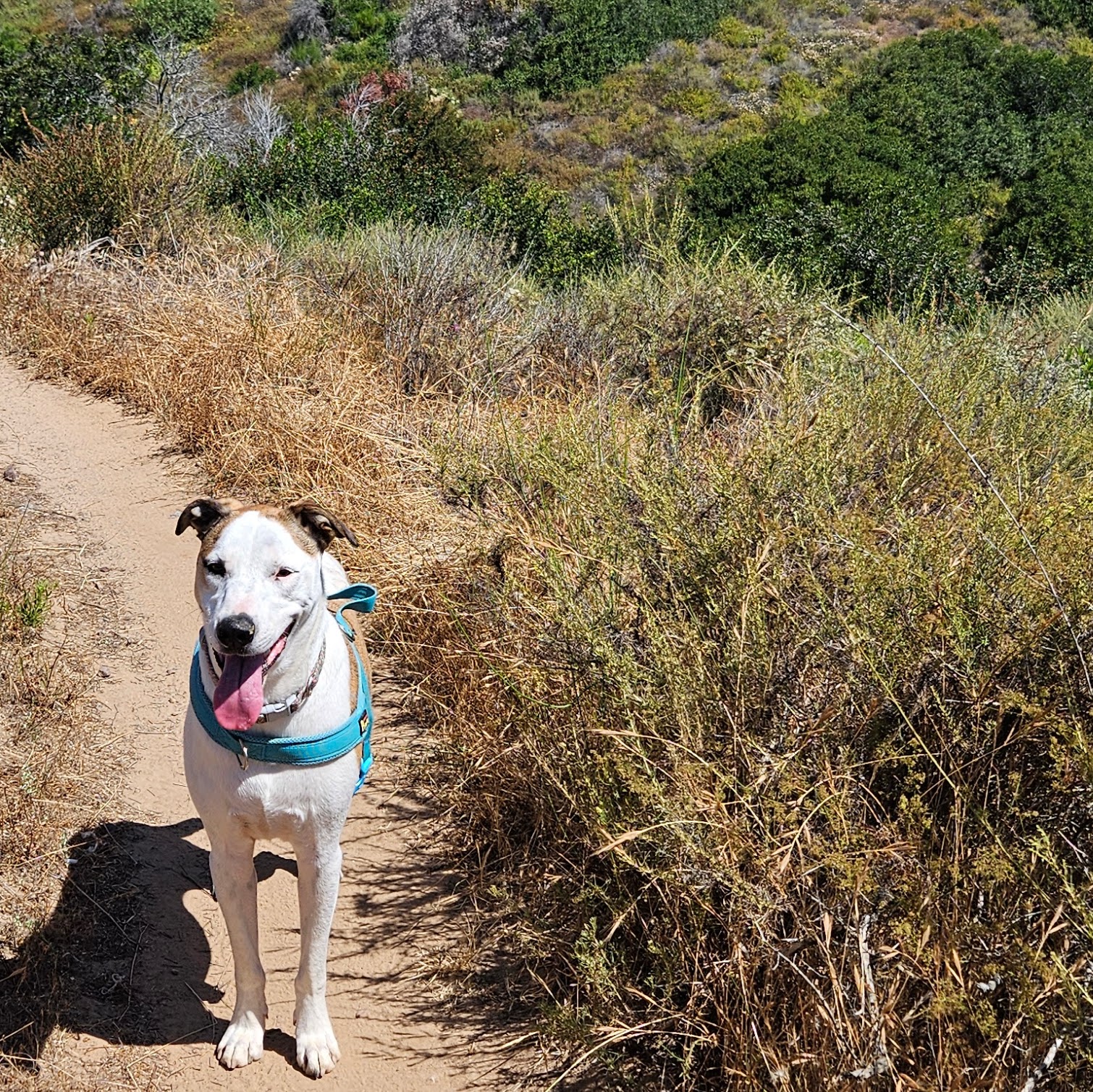 Puddles on a hiking trail